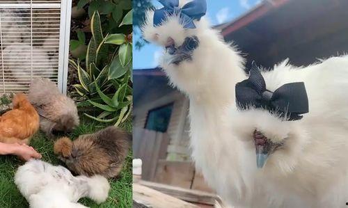 吃鸡宠物爆料大全最新图片